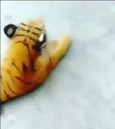 Where did the dog go?