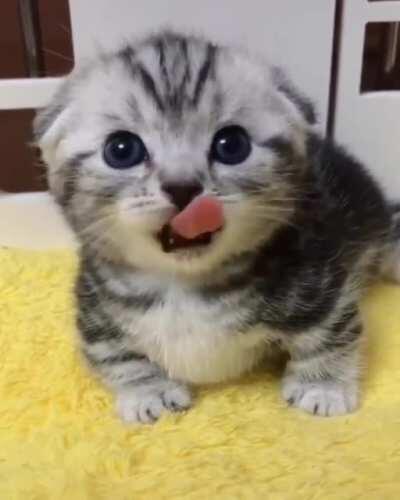 Nothing like that cute yawn