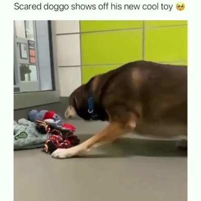 Scared doggo shows off his new cool toy