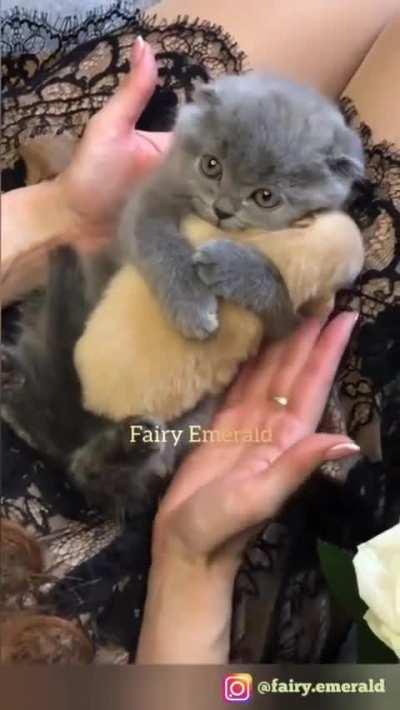 The kitten hugs the puppy.