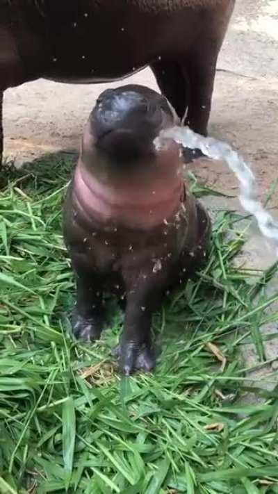 Pervert pees on weird dog