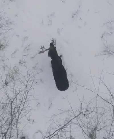 🔥 Moose sheds antlers 🔥