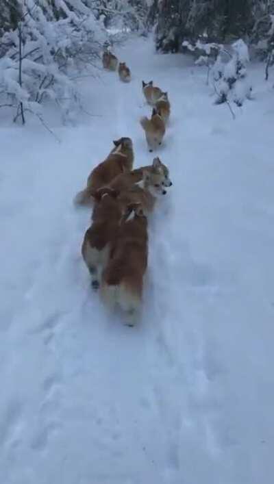 Corgi pups march in single file to conceal the strength of their number from the enemy