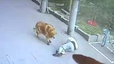 This is why cats got 9 lives