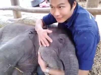 Cuddling with a sleepy baby elephant