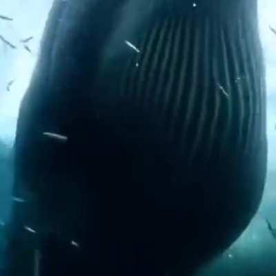 Whale having some sardines for breakfast