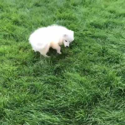 Backyard zoomies ➰🐻‍❄️