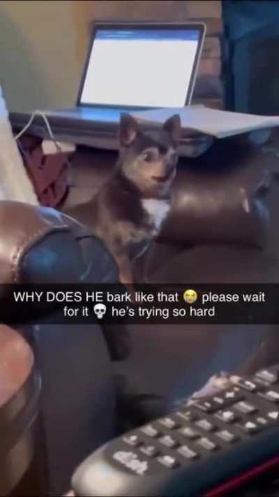 Why he bark like that