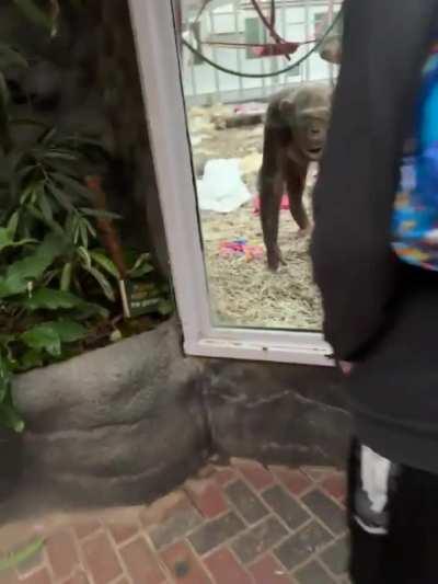 Chimpanzees are shocked by a man's prosthetic leg and calling their friends to see it