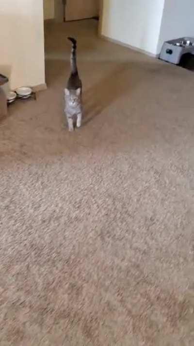 I'm cat sitting for a friend. This is her squeaky cat Spoon.