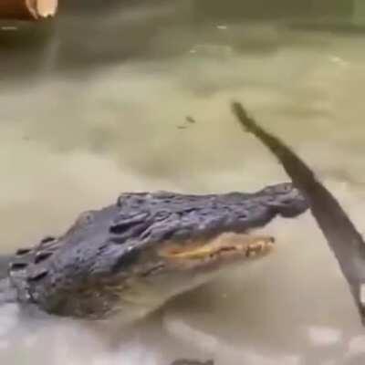 Go away, go away crocodile.