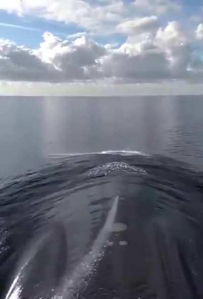 My boat transiting with dolphins. Outbound Pearl Harbor