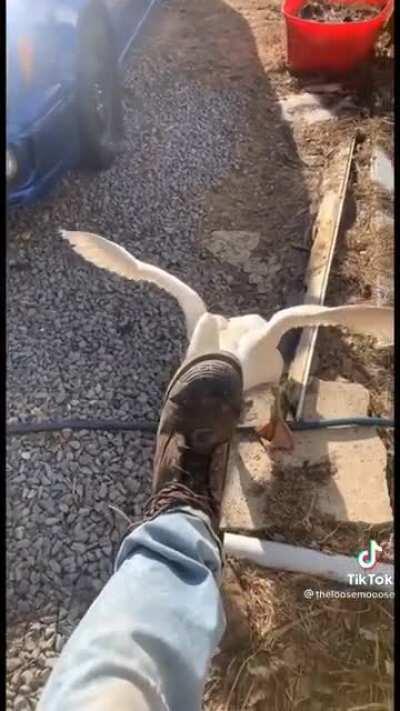 Nothing but a cock sucker