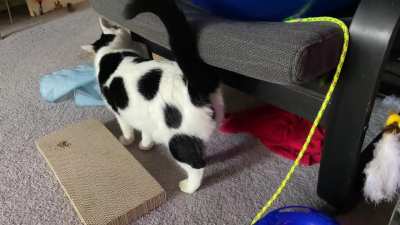 What are you doing, Babka?