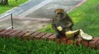 Monkey opening durian