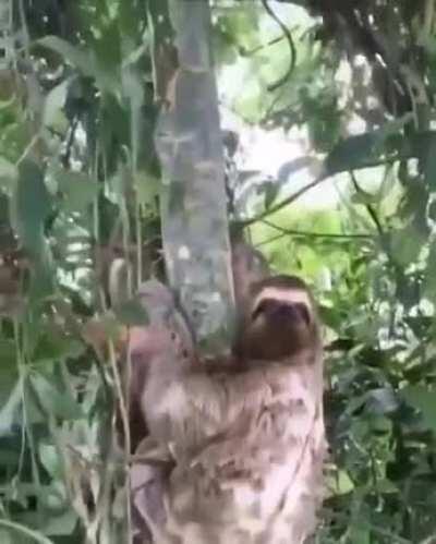 Man plucks sloth from tree and puts it in the middle of the road.