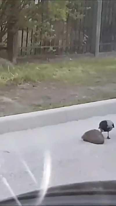 Driver slows down to watch as magpie helps scared hedgehog cross the road