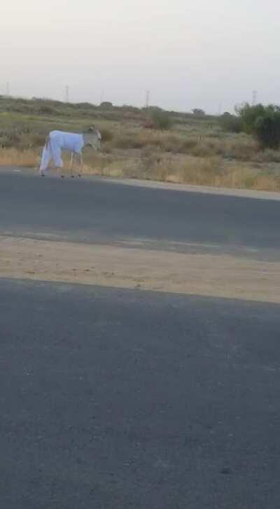 So that answer the question how would a donkey wear pants