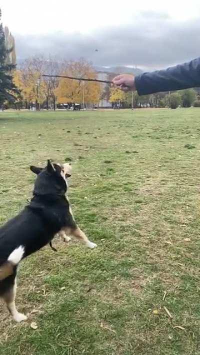 As graceful as it gets