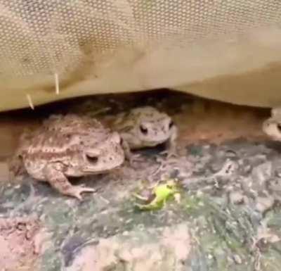 Frog doesn't like it