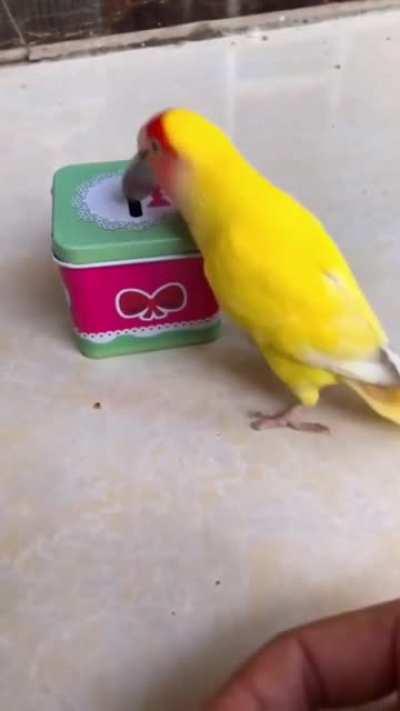 Olympic bird athlete