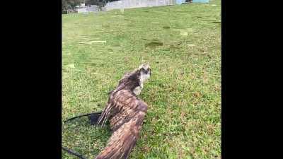 Found this bird in the shark canal. Yeah sharks live in there. South Florida 