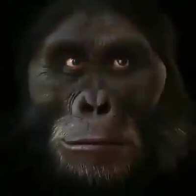 rejeite a humanidade, seja um macaco