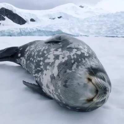 Weddell seals typically only make these vocalisations to communicate while underwater, although on rare occasions they’ll also make these eerie sounds while hauled out on the ice.⁣