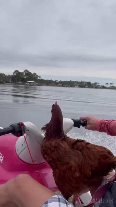 There's nothing quite like being out on the water and feeling the wind on my beak