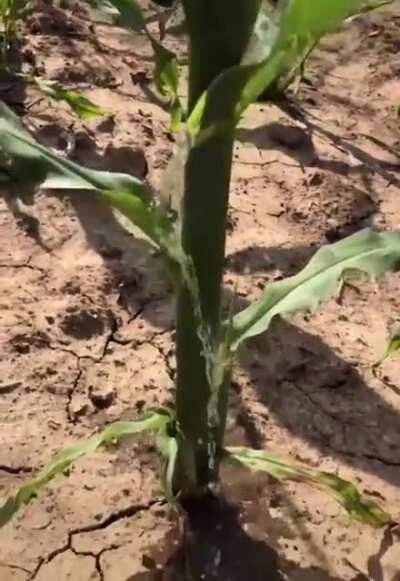 Corn leaves funnel the rain water directly to the root.
