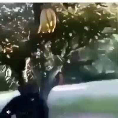 He just want them banans