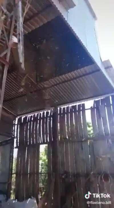 Cara bom de mira da porra