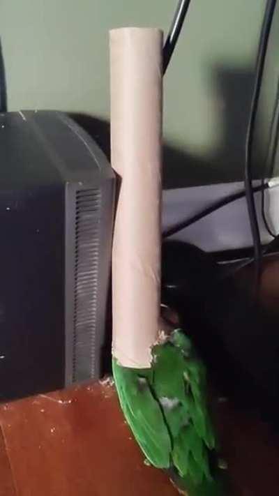 Griffin is napping in the paper towel tube and snoring up a storm (take 2 with sound)