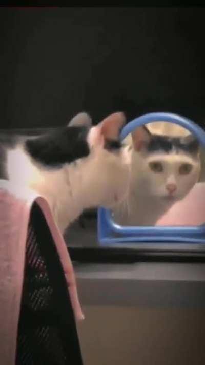 Cat shocked by its reflection in the mirror