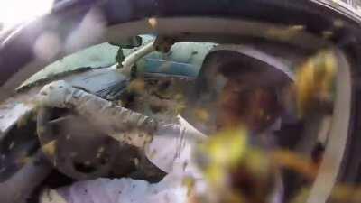 Wasps take over an entire car