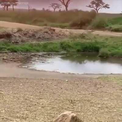 gazela dribla e manda uma leoa para outra dimens&atilde;o