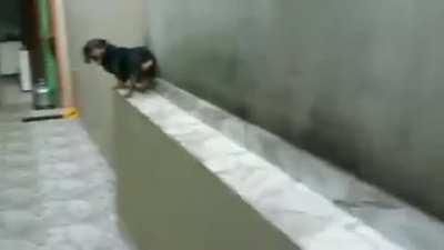 У такс оказывается есть недостатки