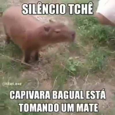 cala boca o carpincho tomando um matecinho