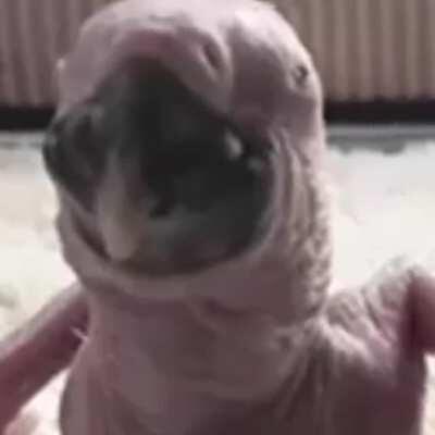 no more airpod shotty, only bird