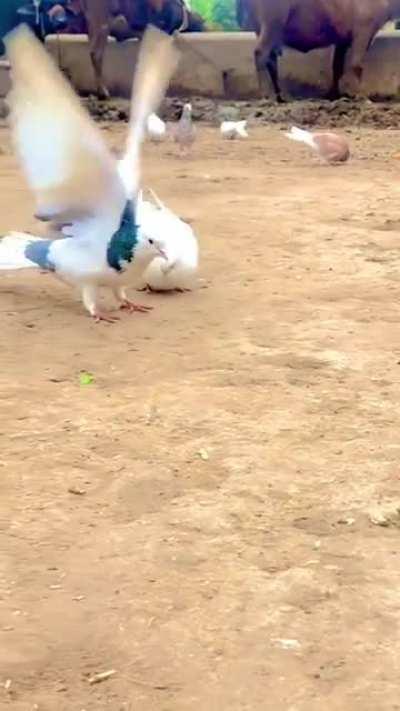🔥 Pigeon Does 3 Backflips
