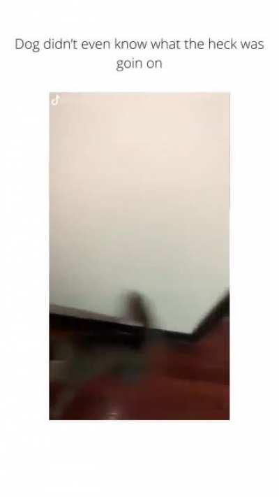 Second cat jumped in when he heard violence