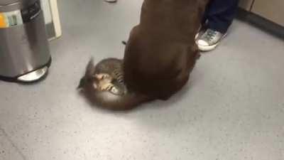 Not a tail rodeo little kitty