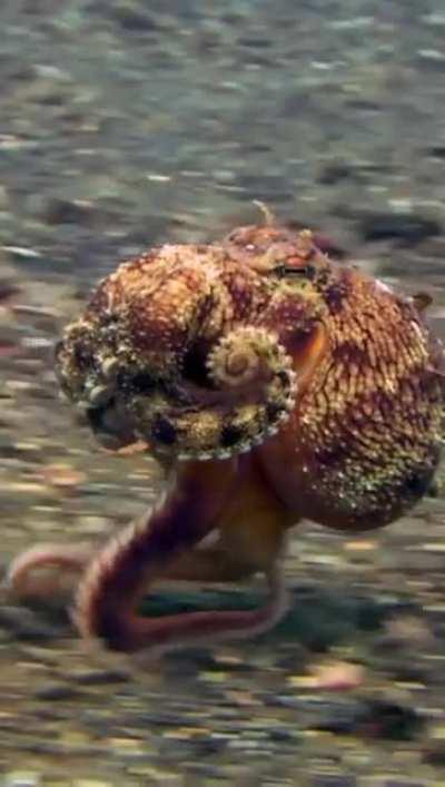 Спешит куда-то...