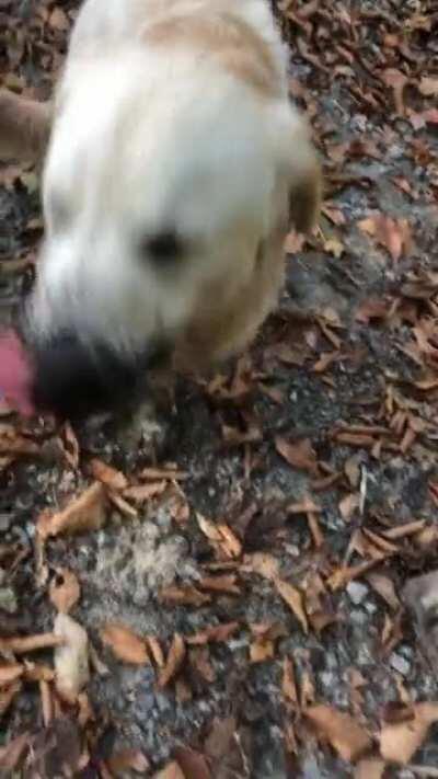 Is there a Mud Dogs subreddit?