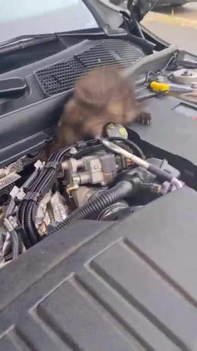 Marten Refuses To Leave Engine Compartment