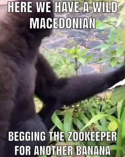 behave macedonian dont get greedy