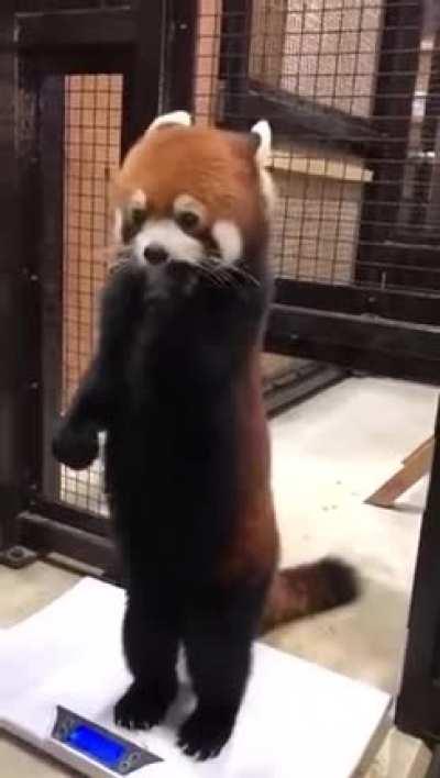 I heard Jeannie likes Red Pandas...