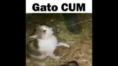 Gato CUM