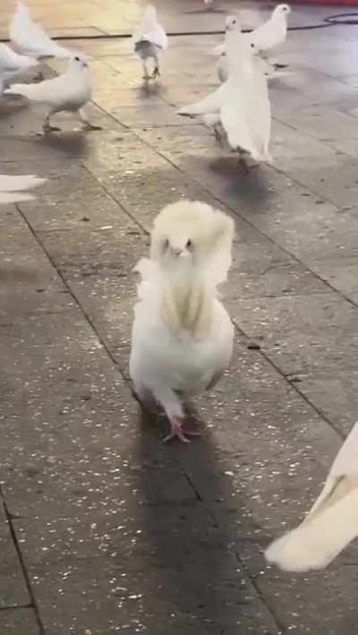 It's called fashion, look it up