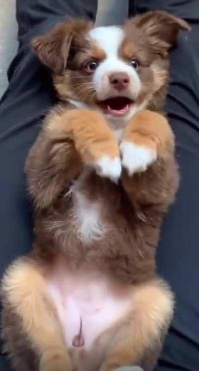 A little cute puppy cheer to brighten your morning